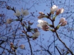 s-桜